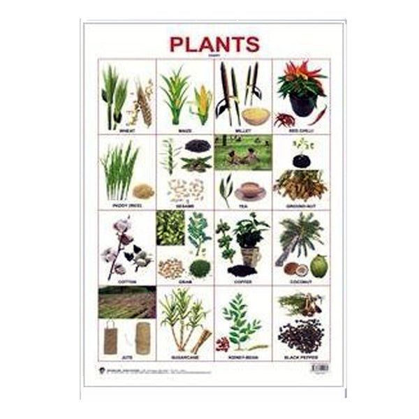 Plants (Early Learning Chart) – Chirukaanuka