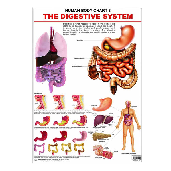 The Digestive System (Early Learning Chart) – Chirukaanuka