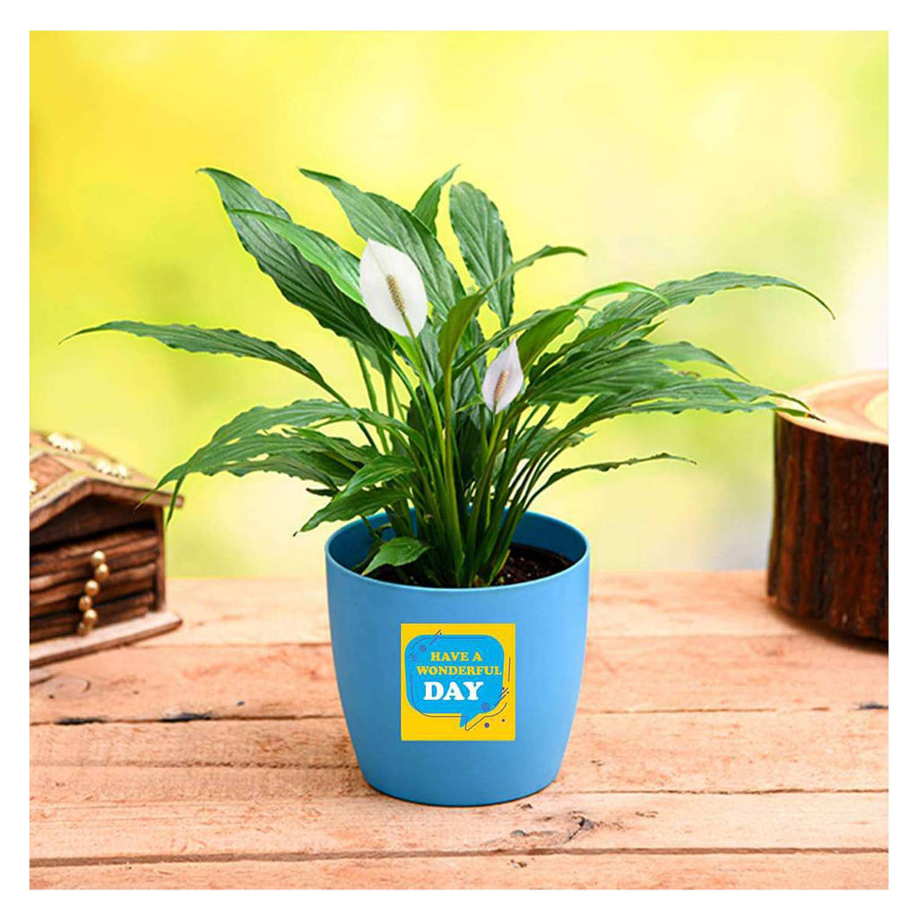 Peace Lily Air Purifier Plant | Low Maintenance Indoor Plant